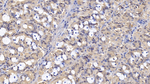 IL1RA Antibody in Immunohistochemistry (Paraffin) (IHC (P))