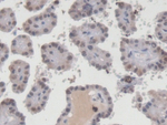 EGR1 Monoclonal Antibody (C11)