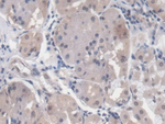EGR1 Antibody in Immunohistochemistry (Paraffin) (IHC (P))