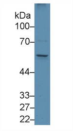 EGR1 Antibody in Western Blot (WB)
