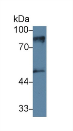 PKC epsilon Antibody in Western Blot (WB)