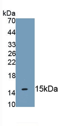 Cytokeratin 2e Antibody in Western Blot (WB)