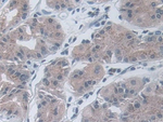 IL-19 Antibody in Immunohistochemistry (Paraffin) (IHC (P))