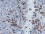IL-19 Antibody in Immunohistochemistry (Paraffin) (IHC (P))