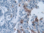 IL-19 Antibody in Immunohistochemistry (Paraffin) (IHC (P))