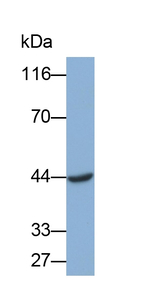 IL-19 Antibody in Western Blot (WB)