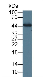 IL-19 Antibody in Western Blot (WB)