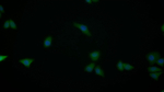 S100A6 Monoclonal Antibody (1-1#)