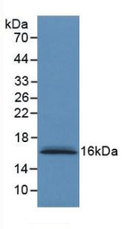 S100A6 Antibody in Western Blot (WB)
