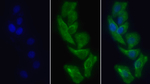 LOX-1 Monoclonal Antibody (C9)