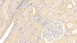 Annexin A2 Antibody in Immunohistochemistry (Paraffin) (IHC (P))