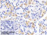 Creatine Kinase BB Antibody in Immunohistochemistry (Paraffin) (IHC (P))