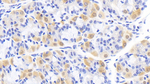 Creatine Kinase BB Antibody in Immunohistochemistry (Paraffin) (IHC (P))