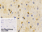Creatine Kinase BB Antibody in Immunohistochemistry (Paraffin) (IHC (P))