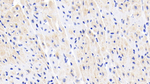 Creatine Kinase BB Antibody in Immunohistochemistry (Paraffin) (IHC (P))