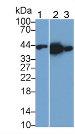 Creatine Kinase BB Antibody in Western Blot (WB)