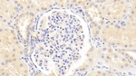 Laminin alpha-3 Antibody in Immunohistochemistry (Paraffin) (IHC (P))