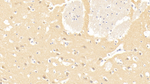 Laminin alpha-3 Monoclonal Antibody (C3)