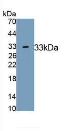 Laminin alpha-3 Antibody in Western Blot (WB)