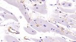 HLA-C Antibody in Immunohistochemistry (Paraffin) (IHC (P))