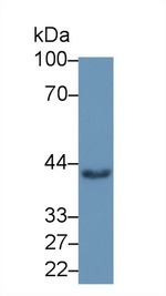 HLA-C Antibody in Western Blot (WB)