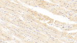 ITGA11 Monoclonal Antibody (C1)
