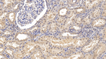 NRG4 Antibody in Immunohistochemistry (Paraffin) (IHC (P))