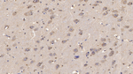 NRG4 Monoclonal Antibody (C3)