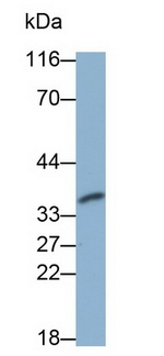 Caspase 6 Antibody in Western Blot (WB)