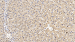 HRG Antibody in Immunohistochemistry (Paraffin) (IHC (P))