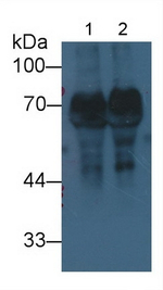 HRG Antibody in Western Blot (WB)