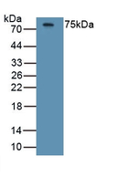 HRG Antibody in Western Blot (WB)