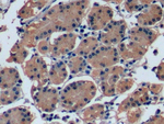 FGF21 Antibody in Immunohistochemistry (Paraffin) (IHC (P))