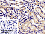 GCKR Monoclonal Antibody (4#)
