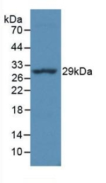 HLA-DRA Antibody in Western Blot (WB)