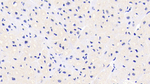 FKBP12 Monoclonal Antibody (E3)