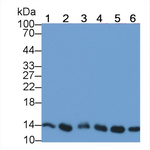 FKBP12 Antibody in Western Blot (WB)