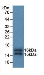 FKBP12 Antibody in Western Blot (WB)