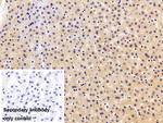 NEU1 Antibody in Immunohistochemistry (Paraffin) (IHC (P))