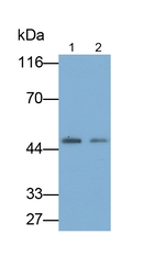 NEU1 Antibody in Western Blot (WB)