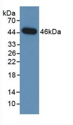 NEU1 Antibody in Western Blot (WB)