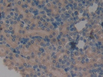 A1BG Monoclonal Antibody (A8)