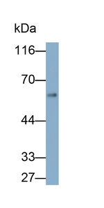 SUOX Monoclonal Antibody (7#)