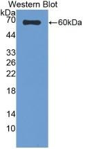 SUOX Antibody in Western Blot (WB)