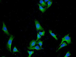 CUZD1 Monoclonal Antibody (C6)