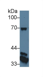 CUZD1 Antibody in Western Blot (WB)