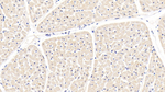 BMP-2 Antibody in Immunohistochemistry (Paraffin) (IHC (P))