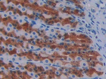 FGF1 Antibody in Immunohistochemistry (Paraffin) (IHC (P))