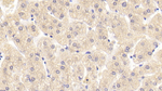 IL-5 Antibody in Immunohistochemistry (Paraffin) (IHC (P))