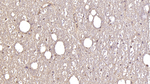 GluR2 Monoclonal Antibody (C3)